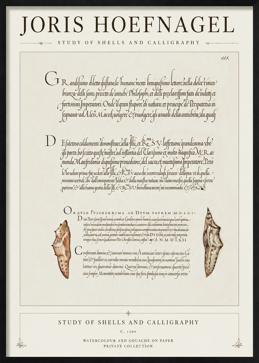 Joris Hoefnagel Study of Shells and Calligraphy No1 - Affiche