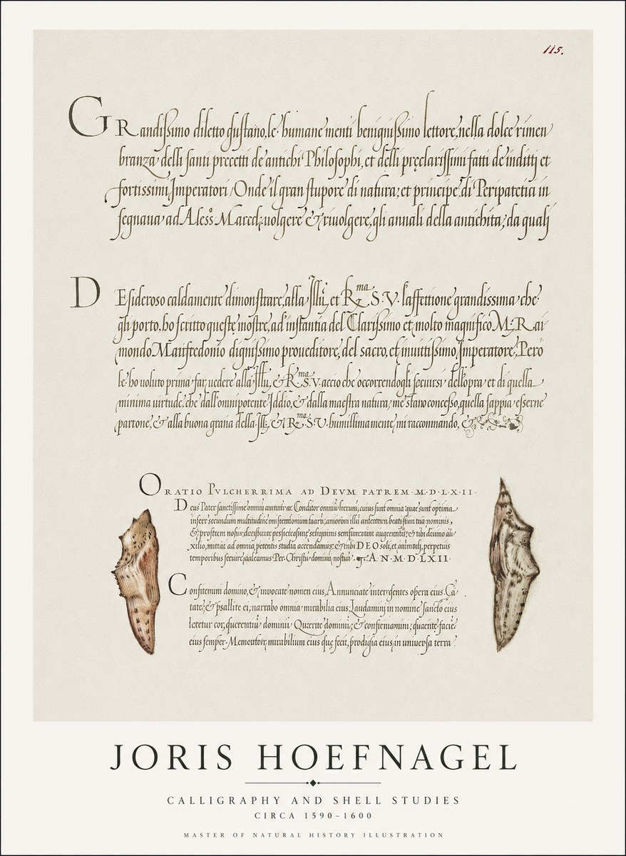 Joris Hoefnagel Study of Shells and Calligraphy No2 - Affiche