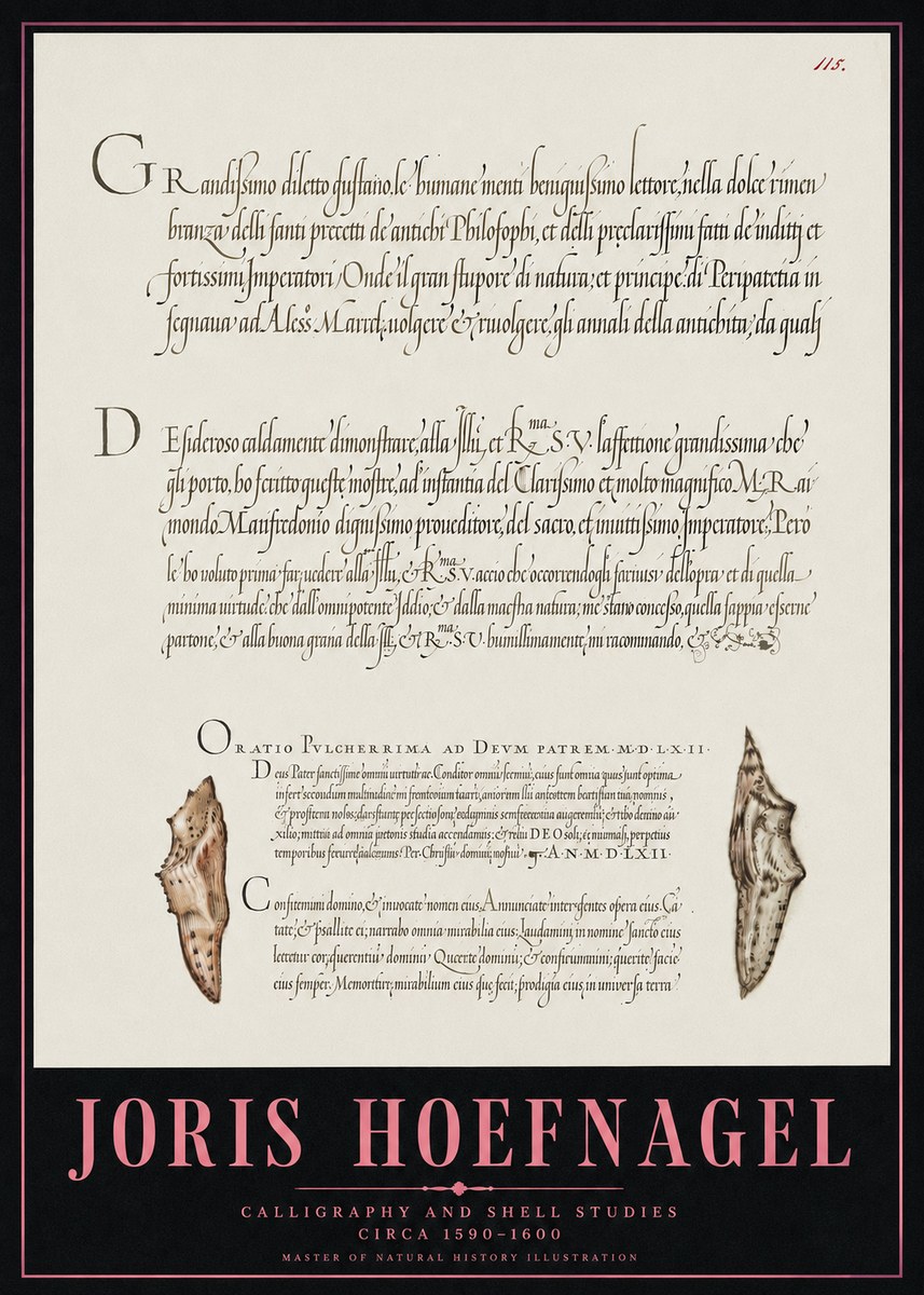 Joris Hoefnagel Study of Shells and Calligraphy No5 - Affiche