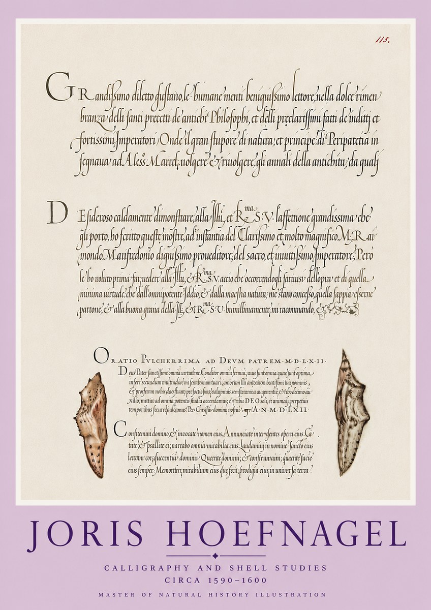 Joris Hoefnagel Study of Shells and Calligraphy No6 - Affiche