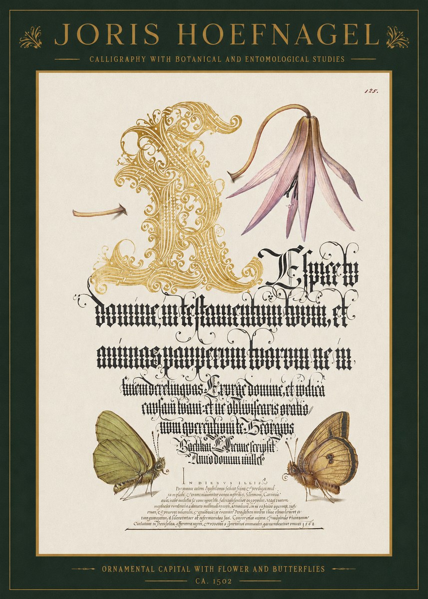 Joris Hoefnagel Ornamental Capital with Flower and Butterflies No1 - Affiche