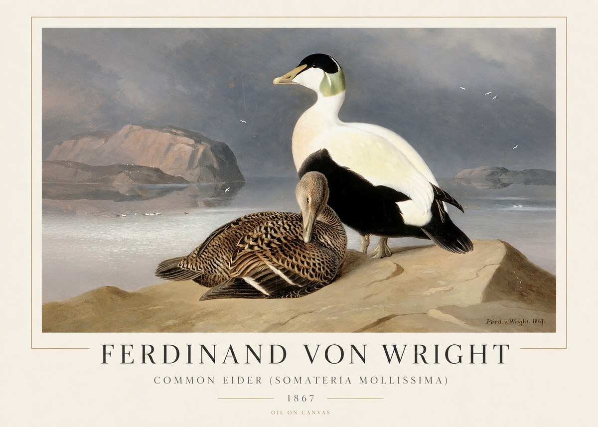 Ferdinand von Wright Common Eider (Somateria Mollissima) No1 - Affiche