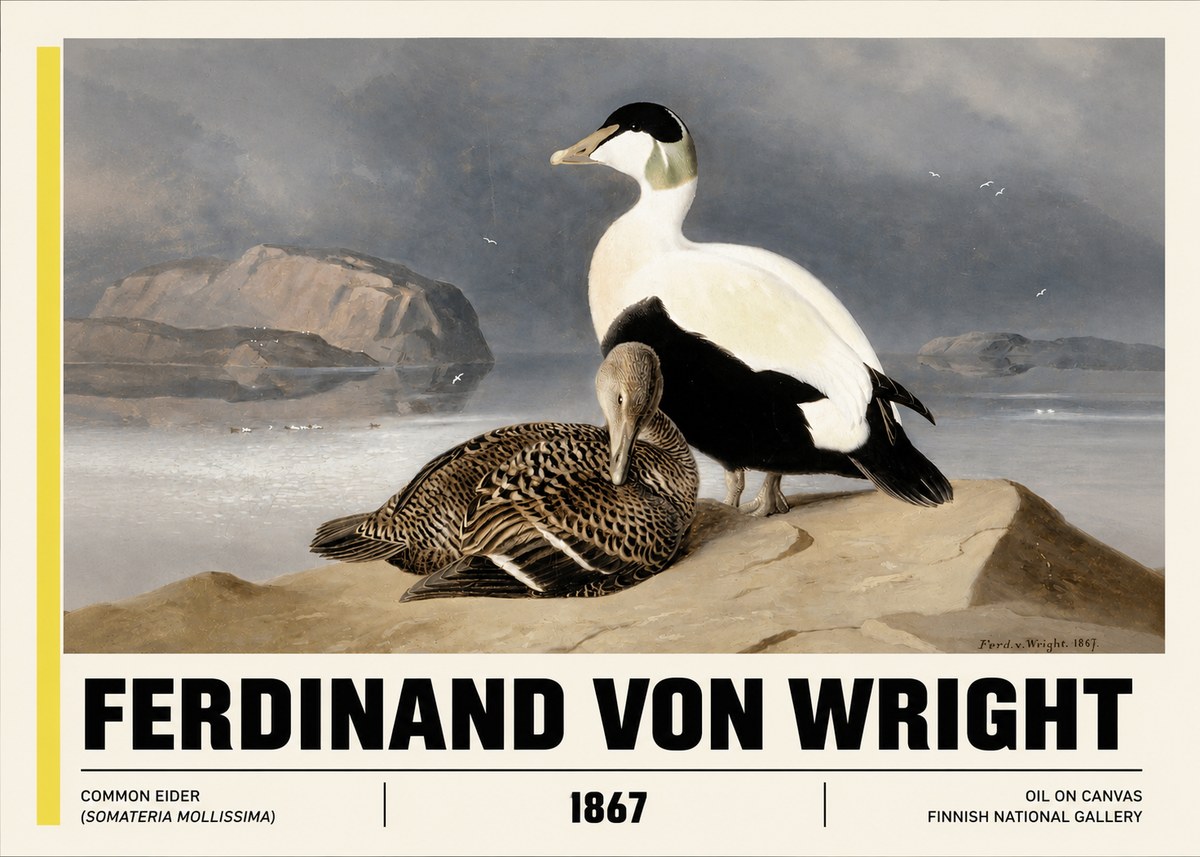 Ferdinand von Wright Common Eider (Somateria Mollissima) No3 - Affiche