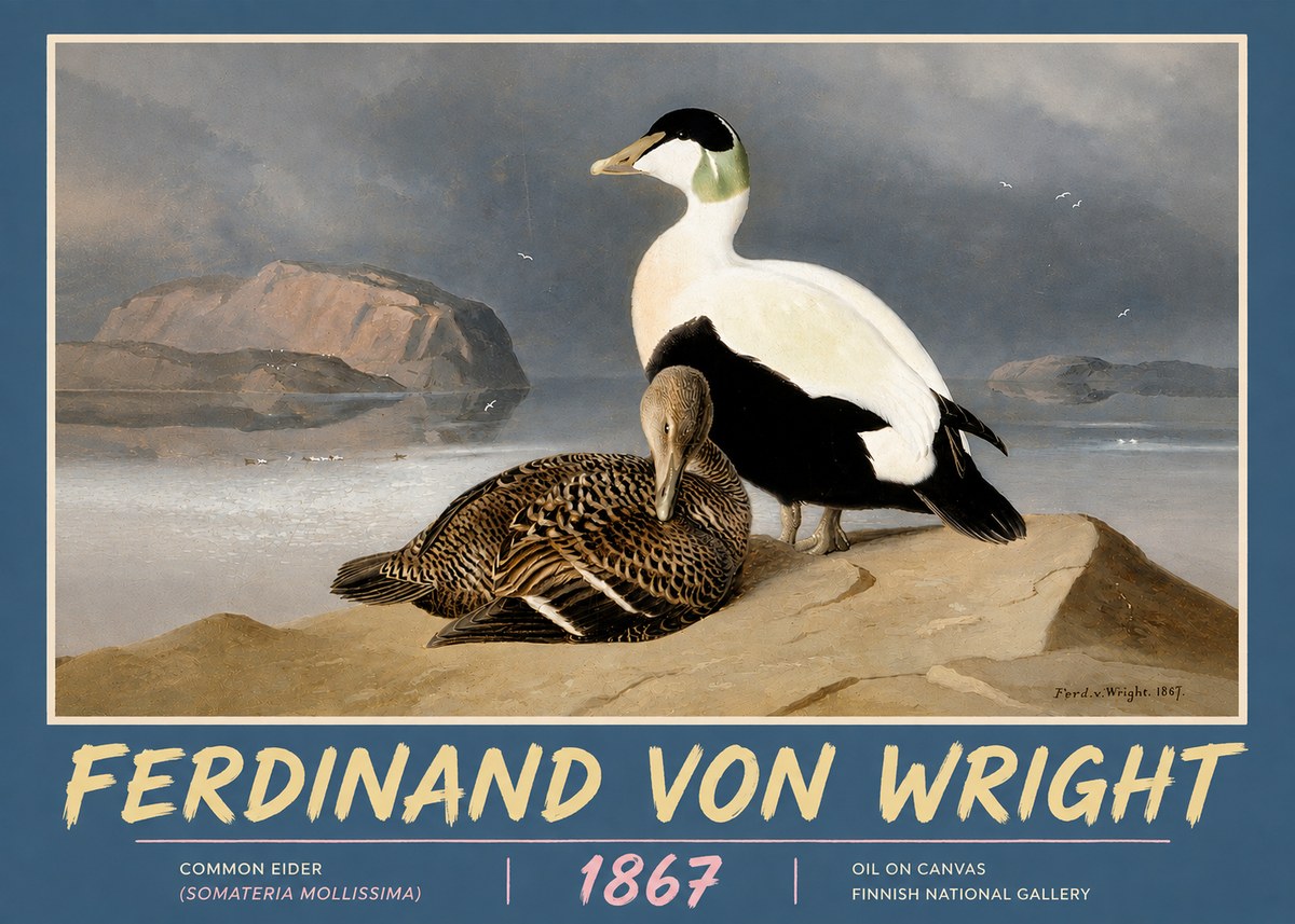 Ferdinand von Wright Common Eider (Somateria Mollissima) No5 - Affiche