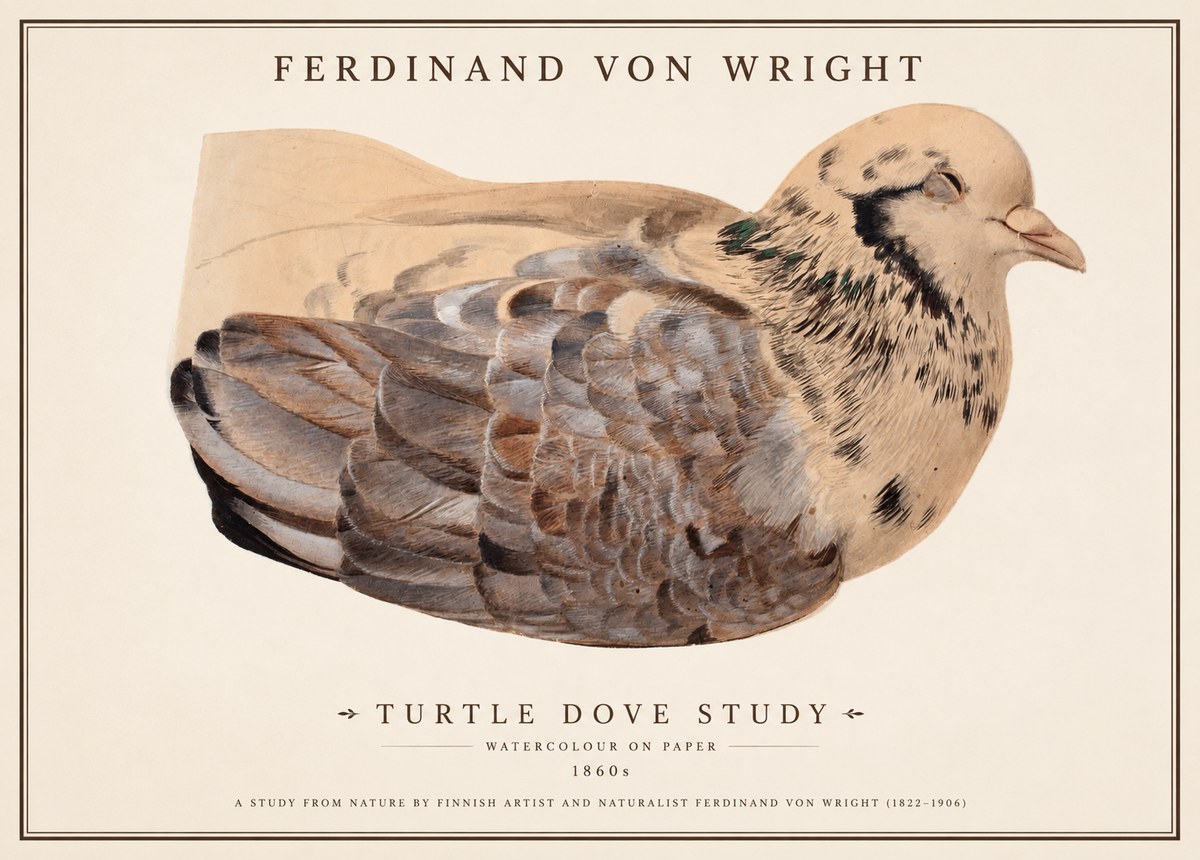 Ferdinand von Wright Turtle Dove Study No1 - Affiche