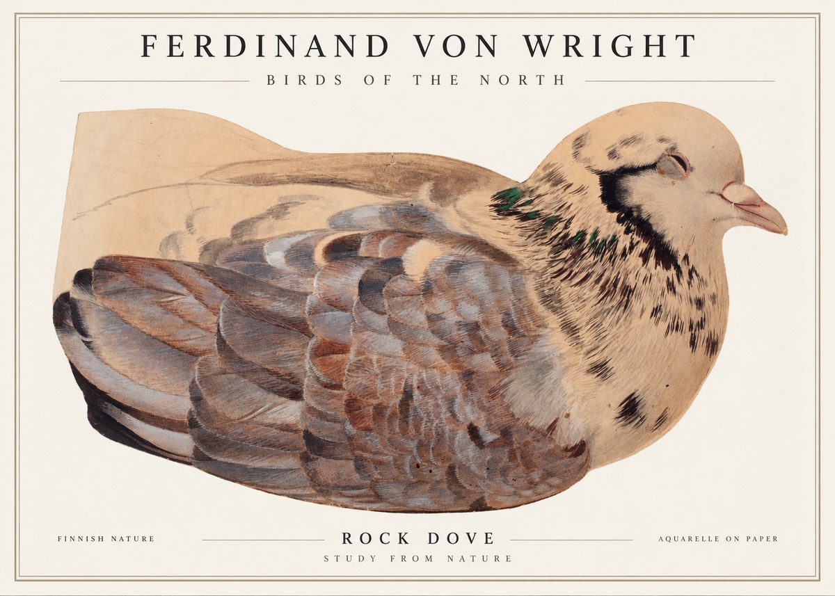 Ferdinand von Wright Turtle Dove Study No2 - Affiche