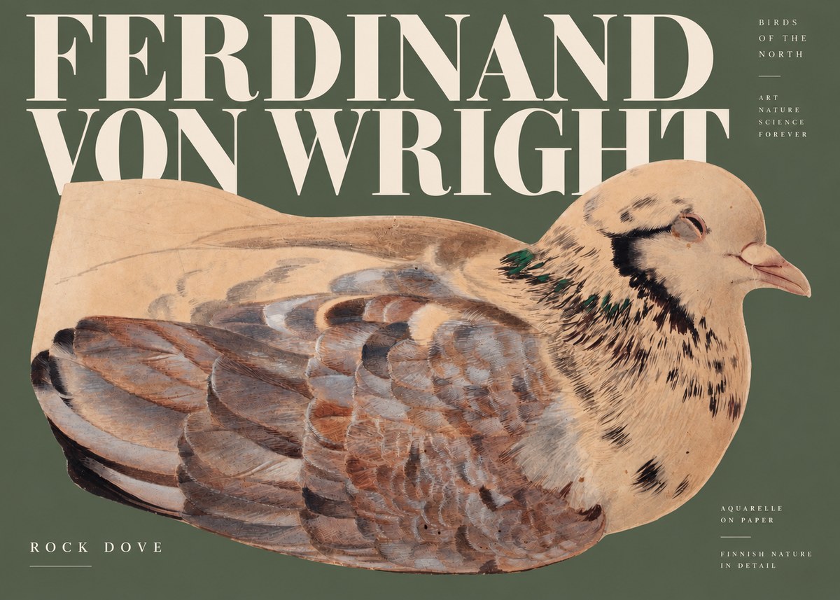 Ferdinand von Wright Turtle Dove Study No3 - Affiche