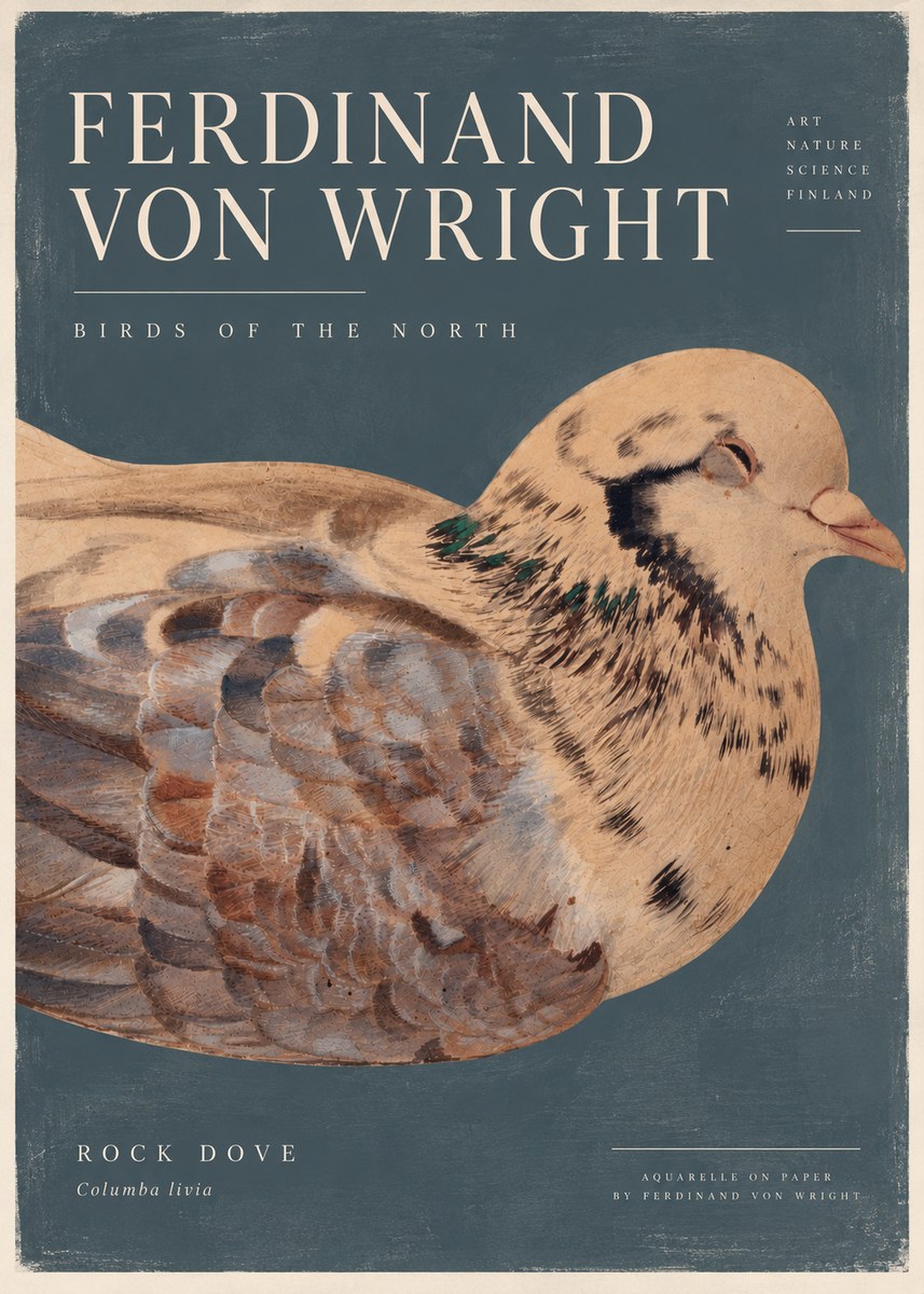 Ferdinand von Wright Turtle Dove Study No5 - Affiche