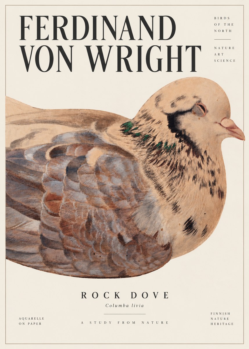 Ferdinand von Wright Turtle Dove Study No6 - Affiche
