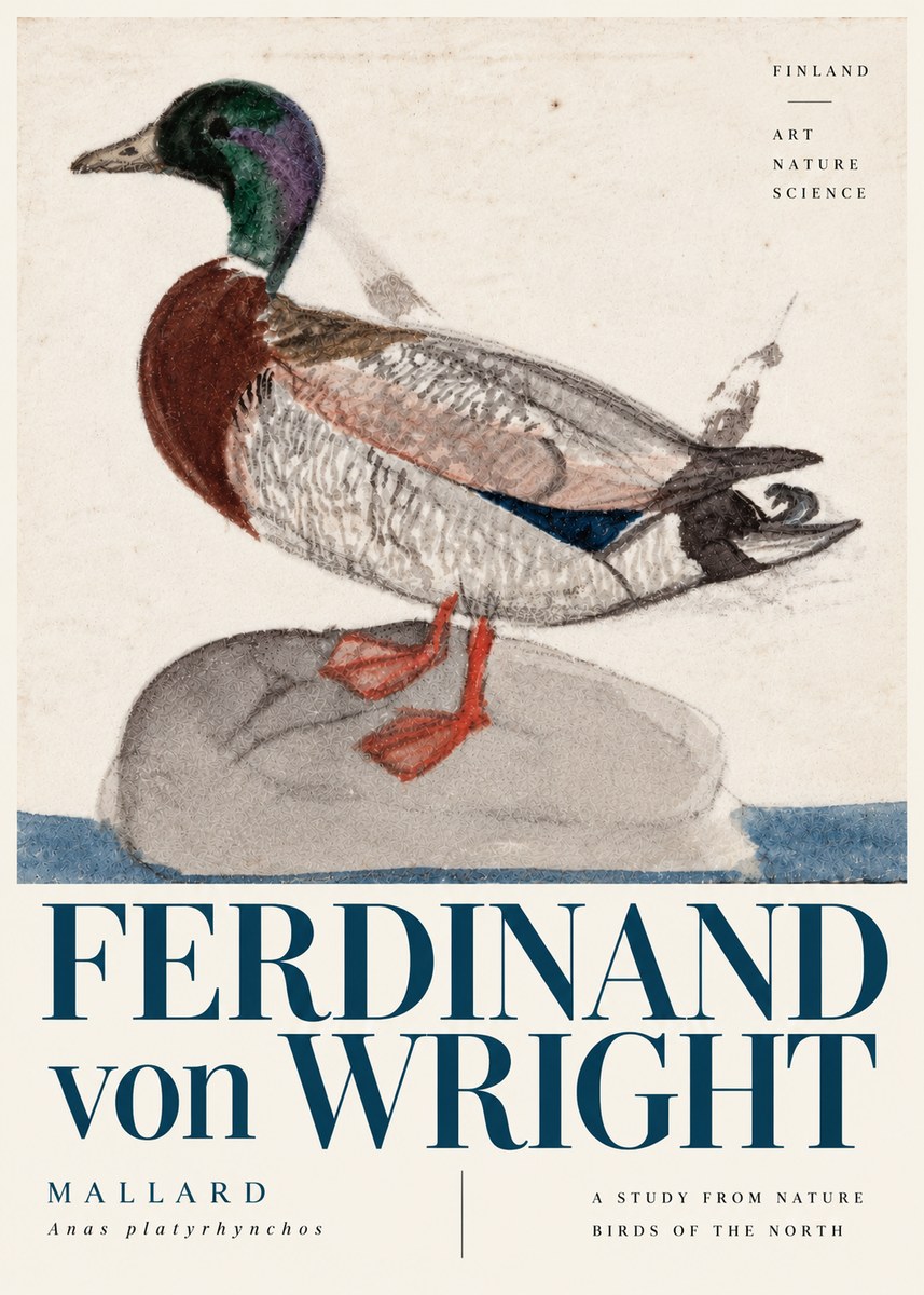 Ferdinand von Wright Mallard No6 - Affiche