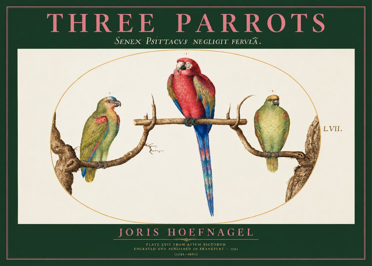 Joris Hoefnagel Three Parrots No2 - Affiche