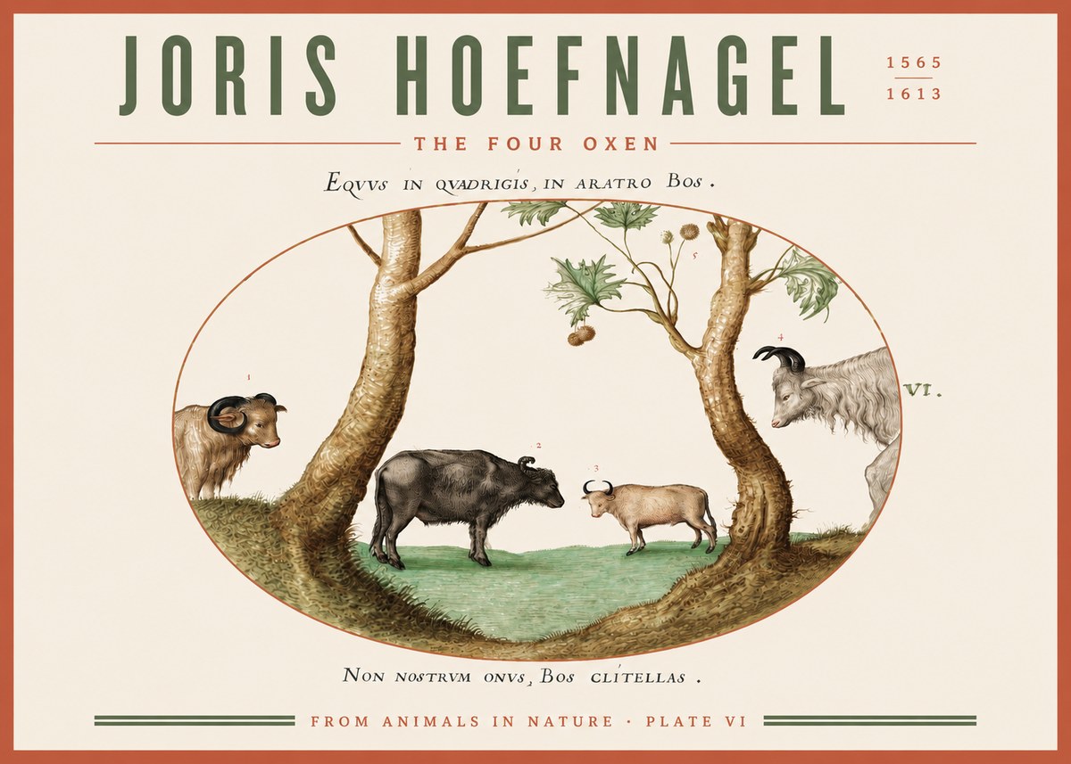 Joris Hoefnagel The Four Oxen No3 - Affiche