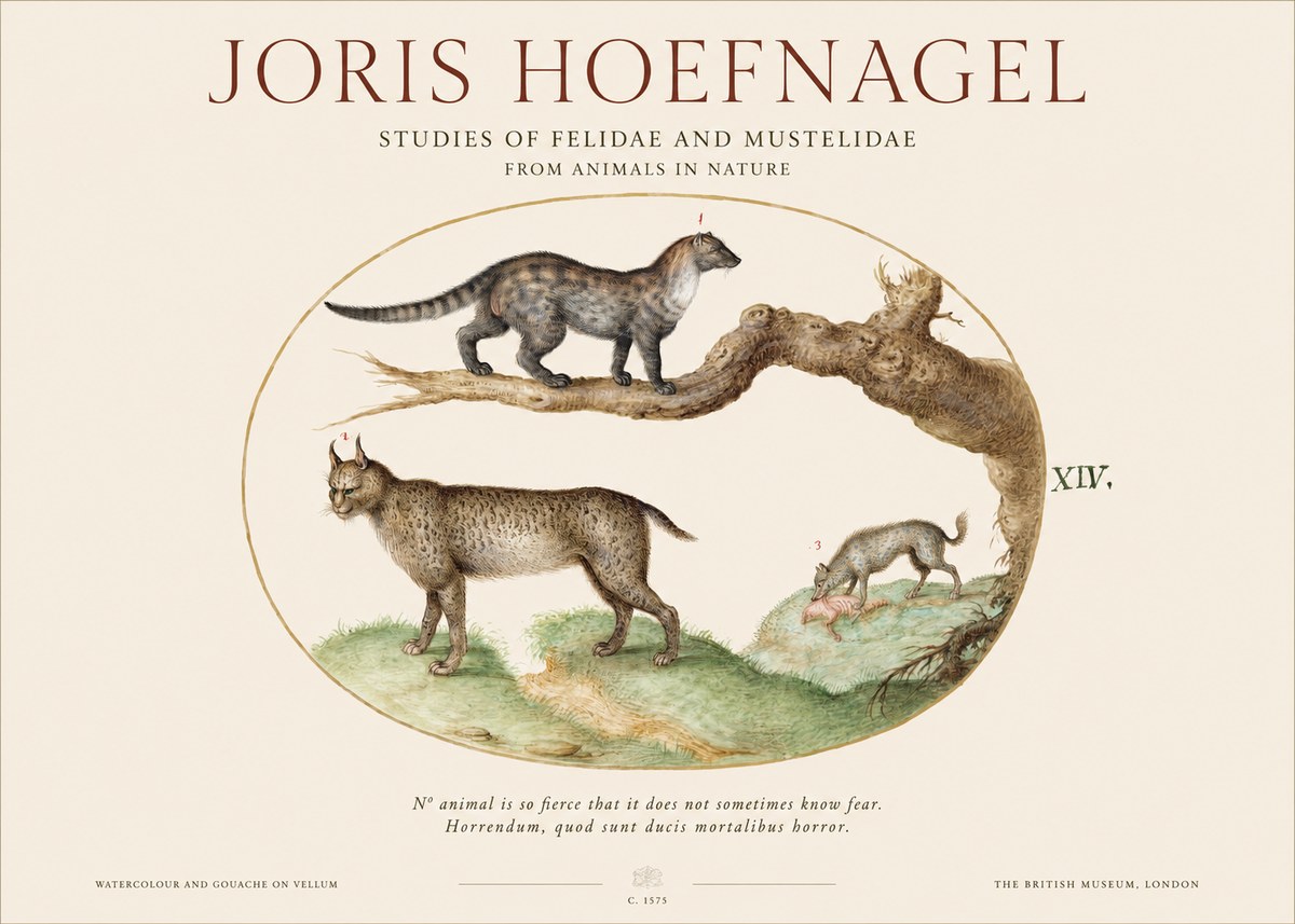 Joris Hoefnagel Wildlife Studies from Nature - Plate Xiv No6 - Affiche