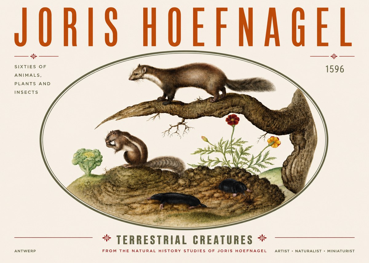 Joris Hoefnagel Terrestrial Creatures No3 - Affiche