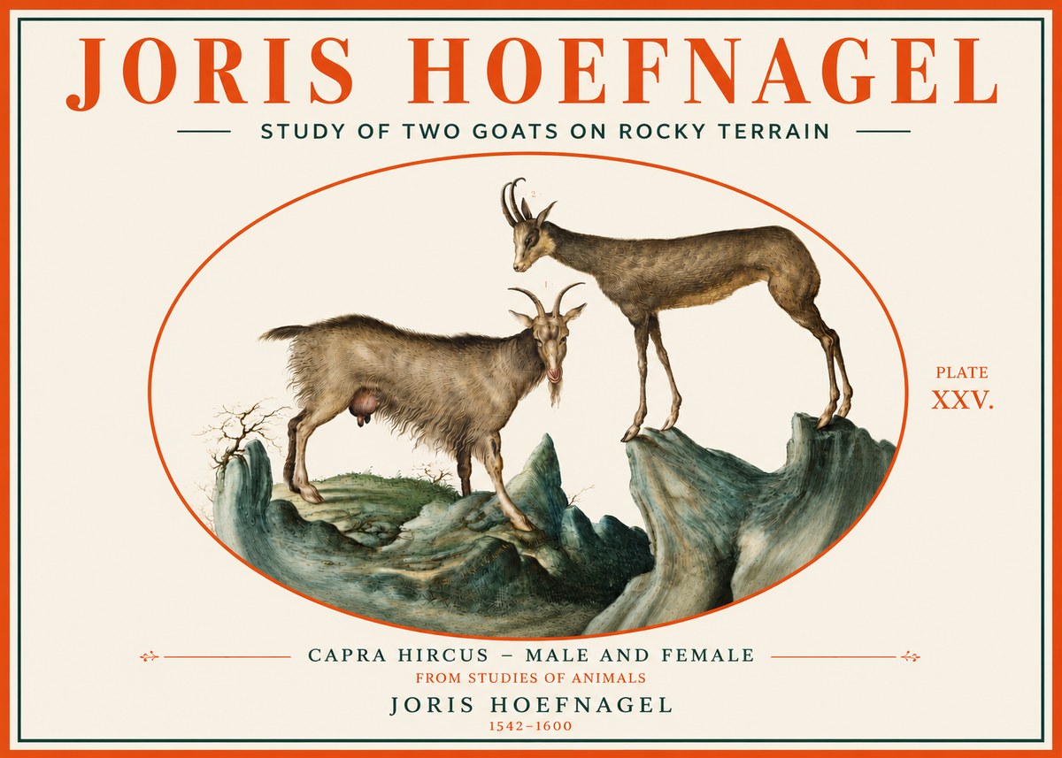 Joris Hoefnagel Study of Two Goats on Rocky Terrain No3 - Affiche