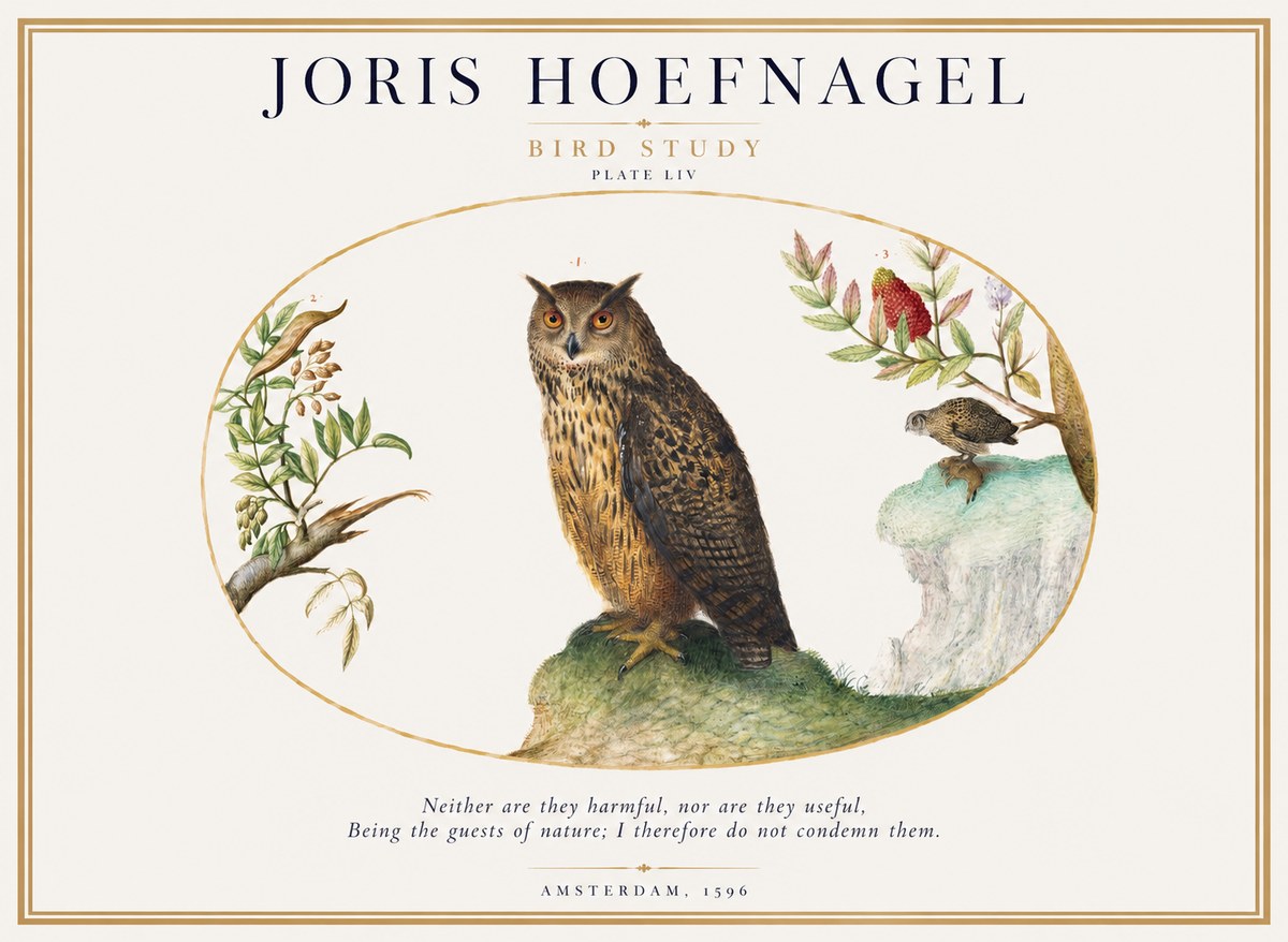 Joris Hoefnagel Bird Study Plate Liv No1 - Affiche