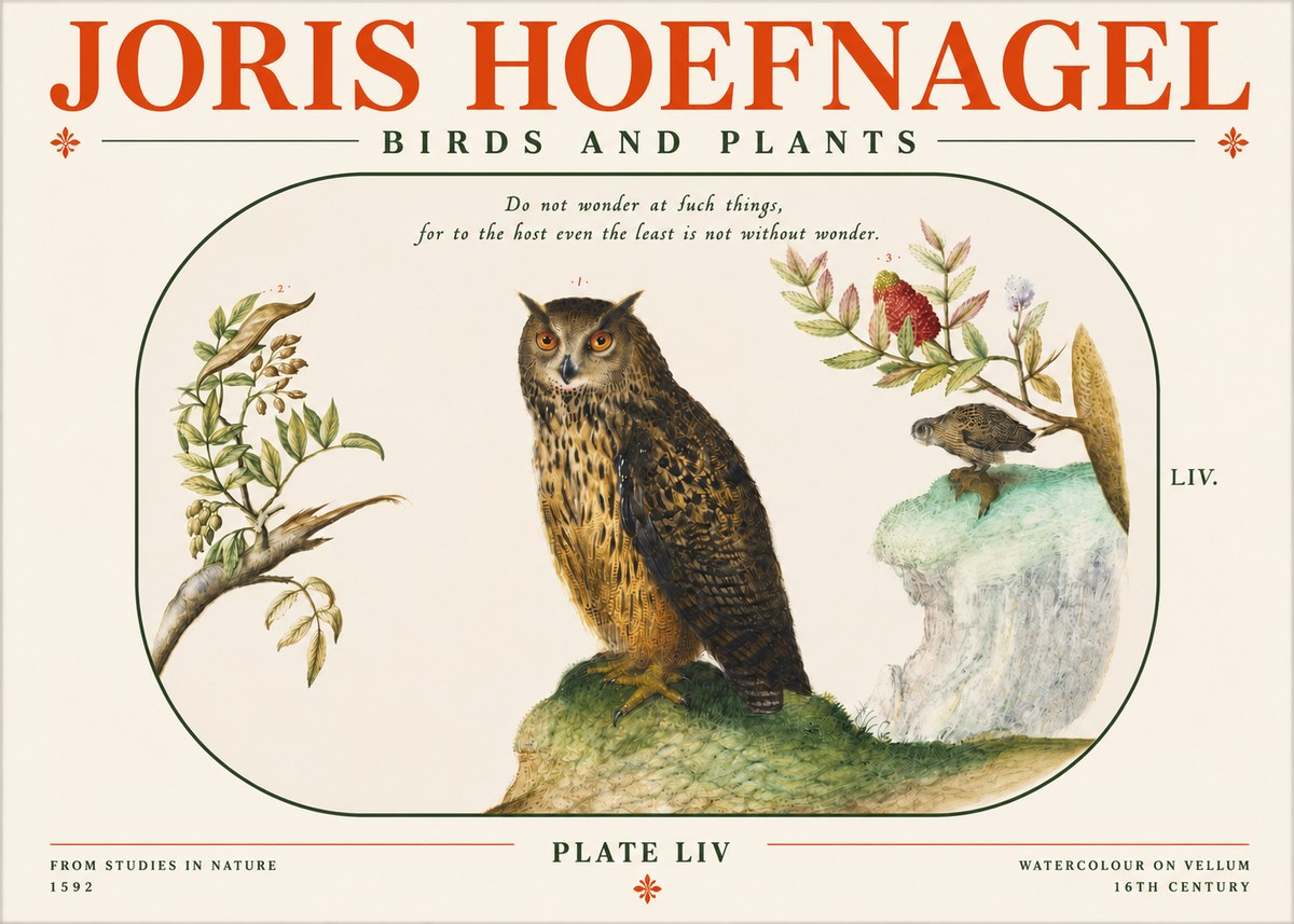 Joris Hoefnagel Bird Study Plate Liv No4 - Affiche