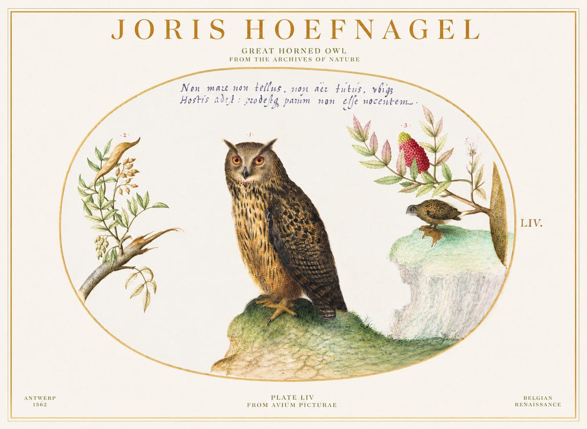 Joris Hoefnagel Bird Study Plate Liv No6 - Affiche