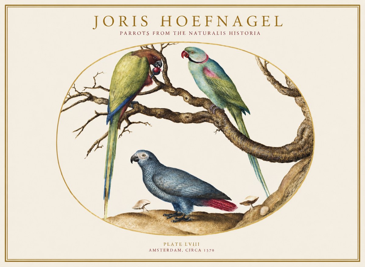 Joris Hoefnagel Parrots from the Naturalis Historia No1 - Affiche