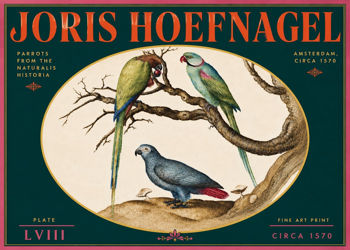 Joris Hoefnagel Parrots from the Naturalis Historia No5 - Affiche