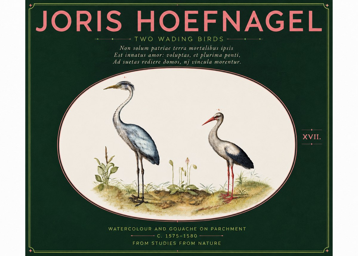 Joris Hoefnagel Study of Two Cranes No6 - Affiche