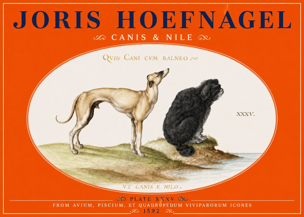 Joris Hoefnagel Neither Can a Dog Live in Baths No5 - Affiche