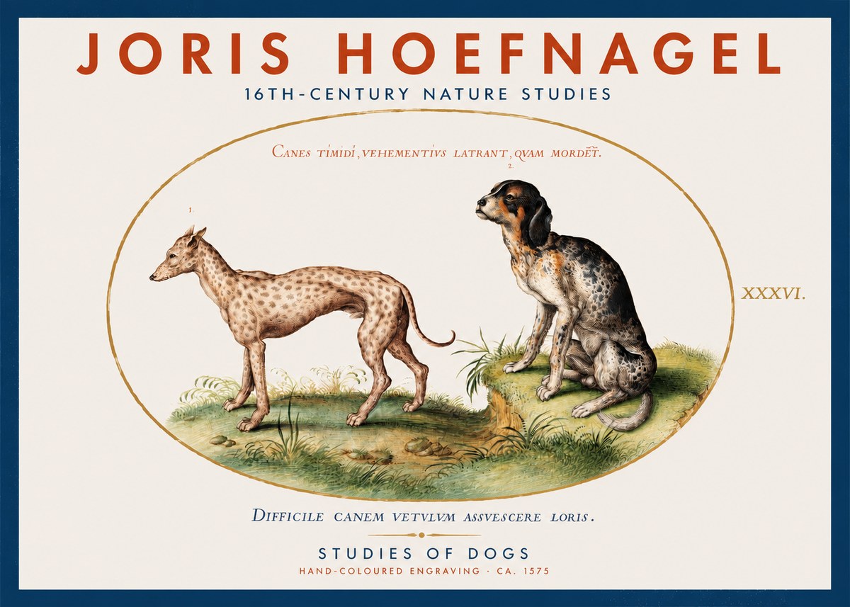 Joris Hoefnagel Studies of Dogs No2 - Affiche