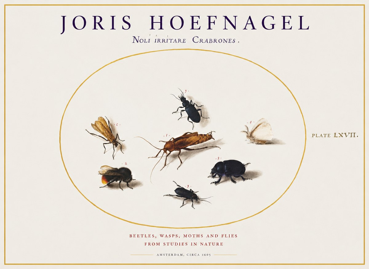 Joris Hoefnagel Scarabeus Aqvilä Qvaerit. No2 - Affiche