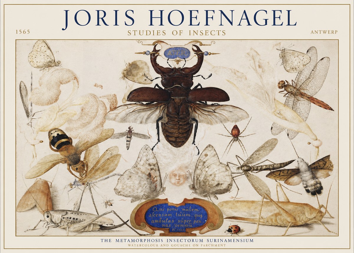 Joris Hoefnagel Studies of Insects I No1 - Affiche