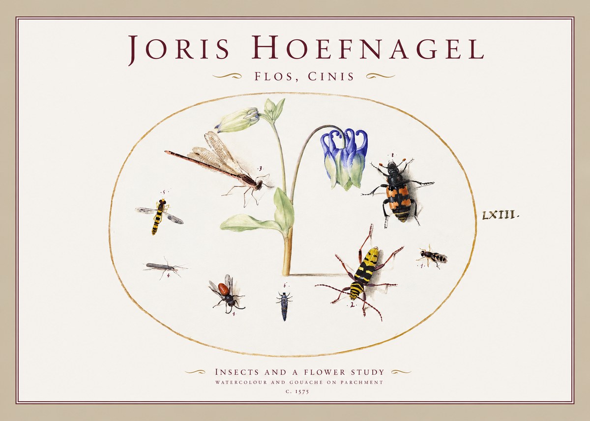 Joris Hoefnagel Insects and a Flower Study No1 - Affiche