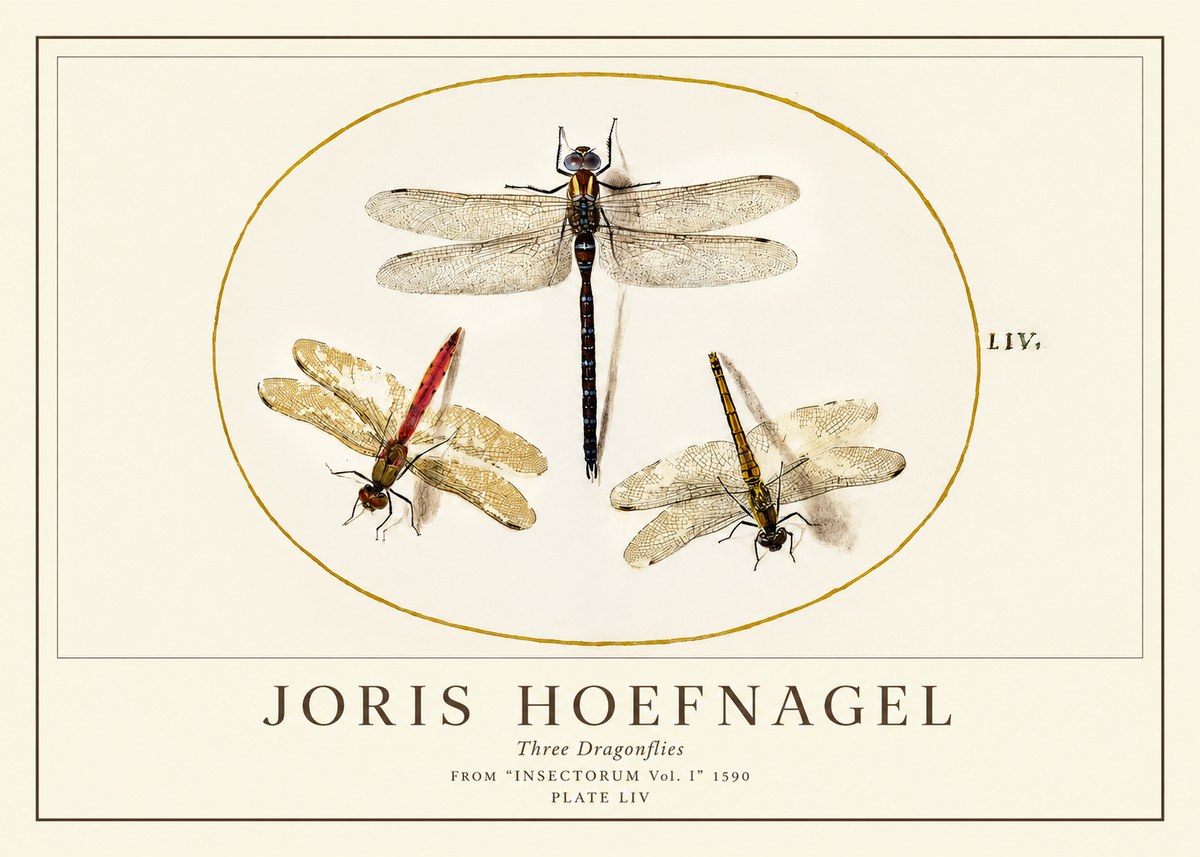 Joris Hoefnagel Three Dragonflies No1 - Affiche