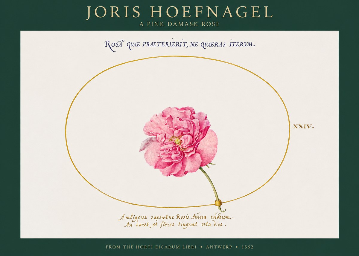 Joris Hoefnagel A Pink Damask Rose No1 - Affiche