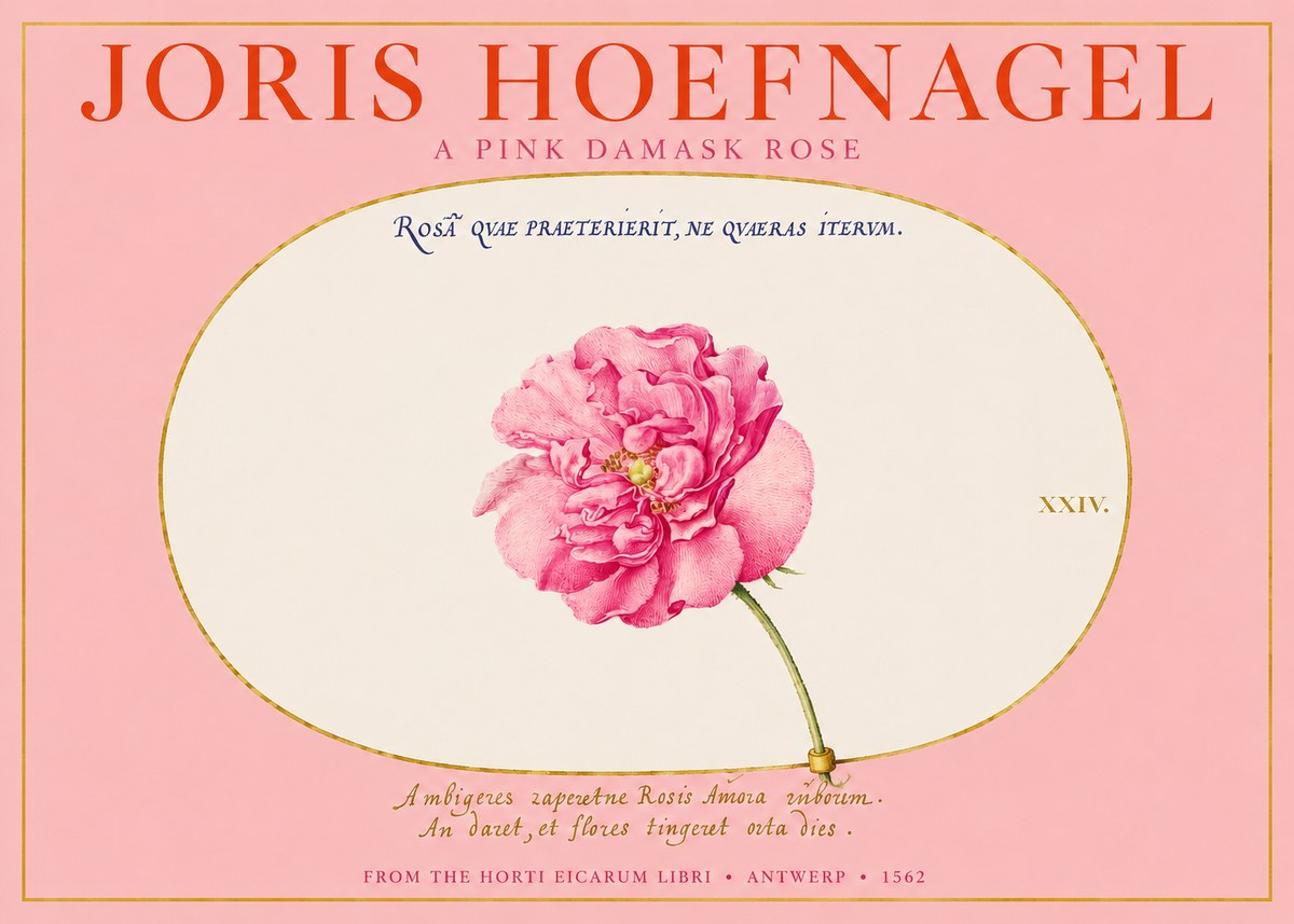 Joris Hoefnagel A Pink Damask Rose No2 - Affiche