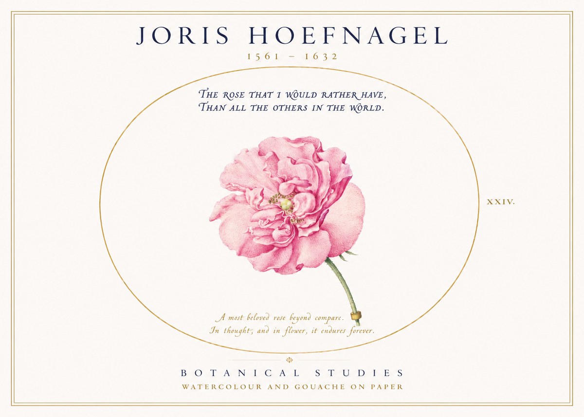 Joris Hoefnagel A Pink Damask Rose No3 - Affiche