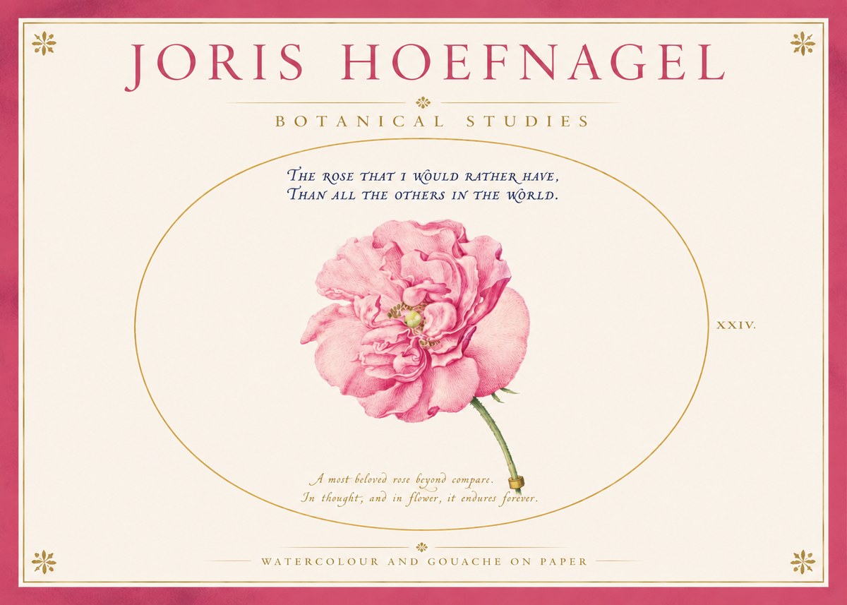 Joris Hoefnagel A Pink Damask Rose No4 - Affiche