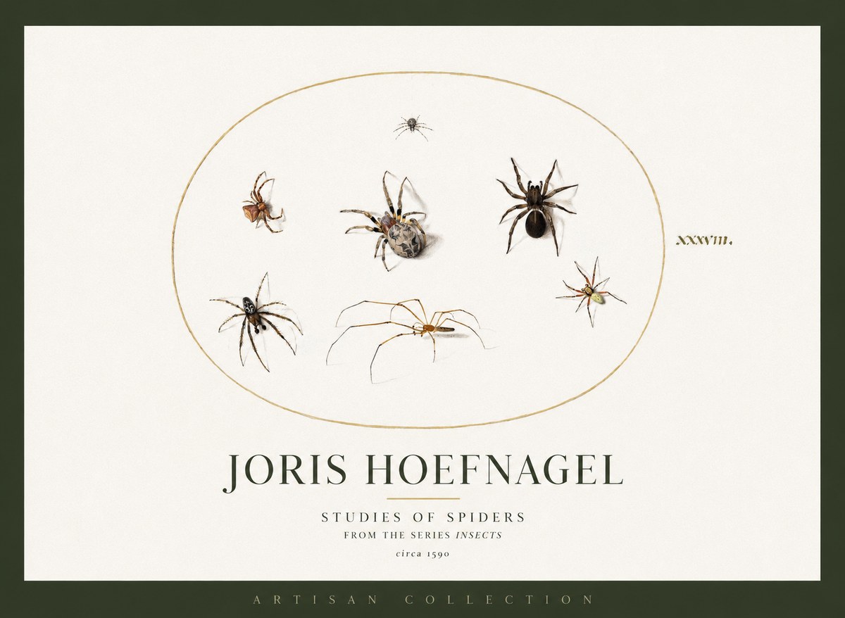 Joris Hoefnagel Studies of Spiders I No2 - Affiche