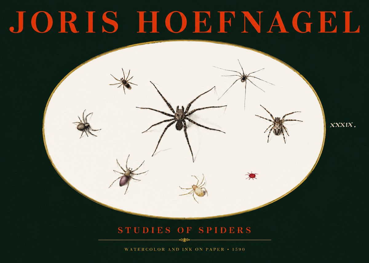Joris Hoefnagel Studies of Spiders II No3 - Affiche