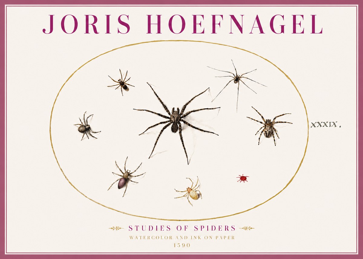 Joris Hoefnagel Studies of Spiders II No4 - Affiche