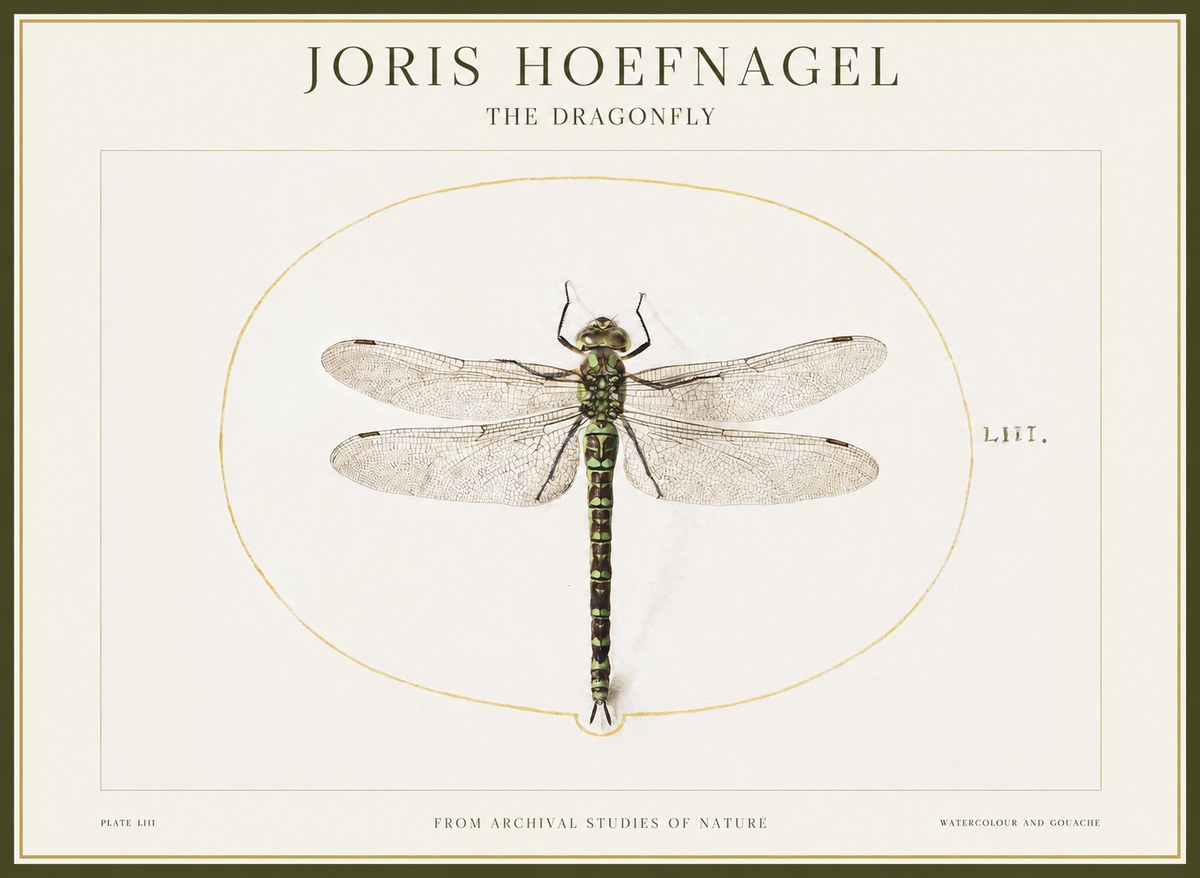 Joris Hoefnagel The Dragonfly No1 - Affiche