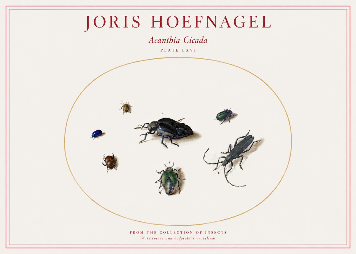 Joris Hoefnagel Acanthia Cicada No1 - Affiche