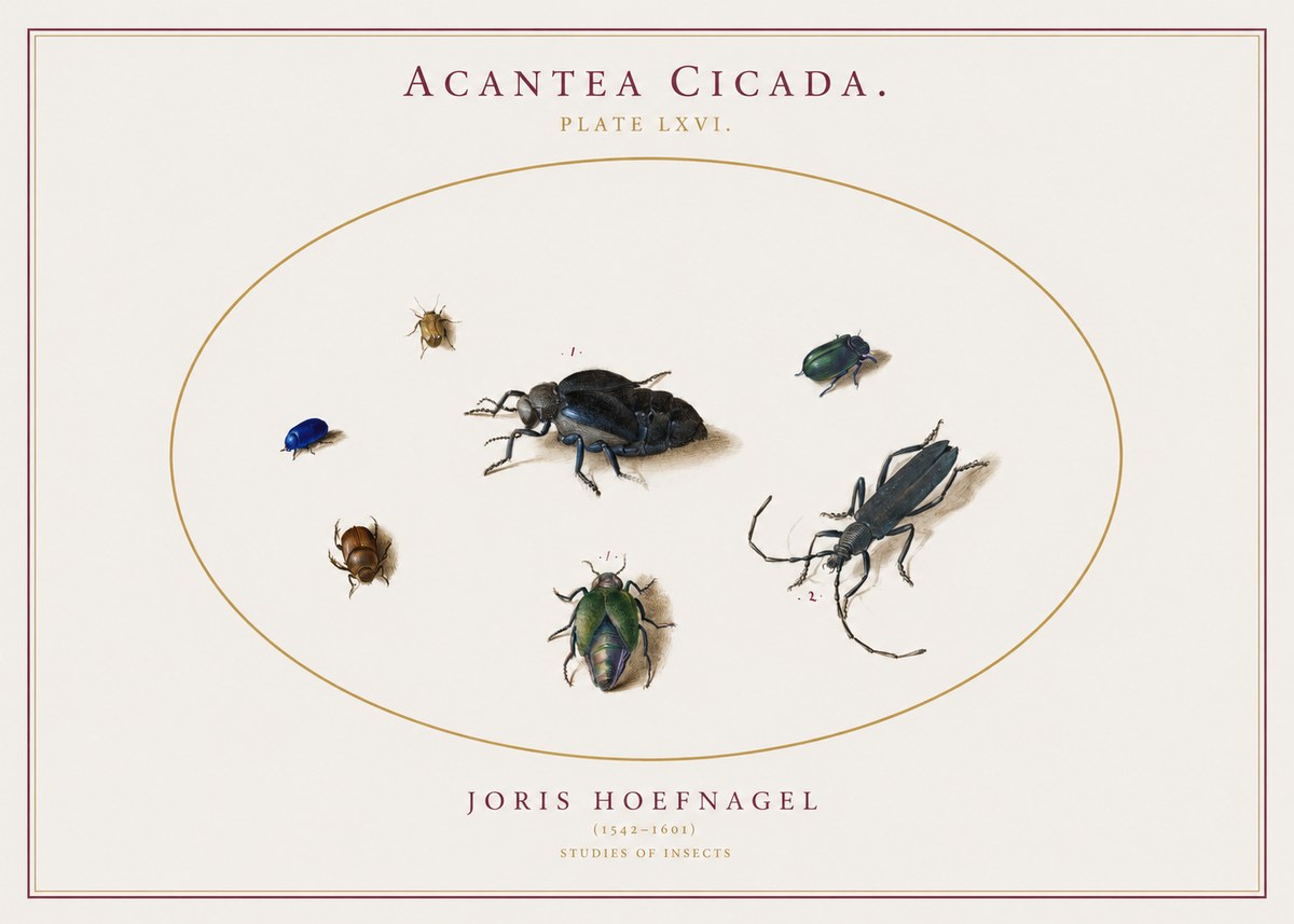 Joris Hoefnagel Acanthia Cicada No3 - Affiche