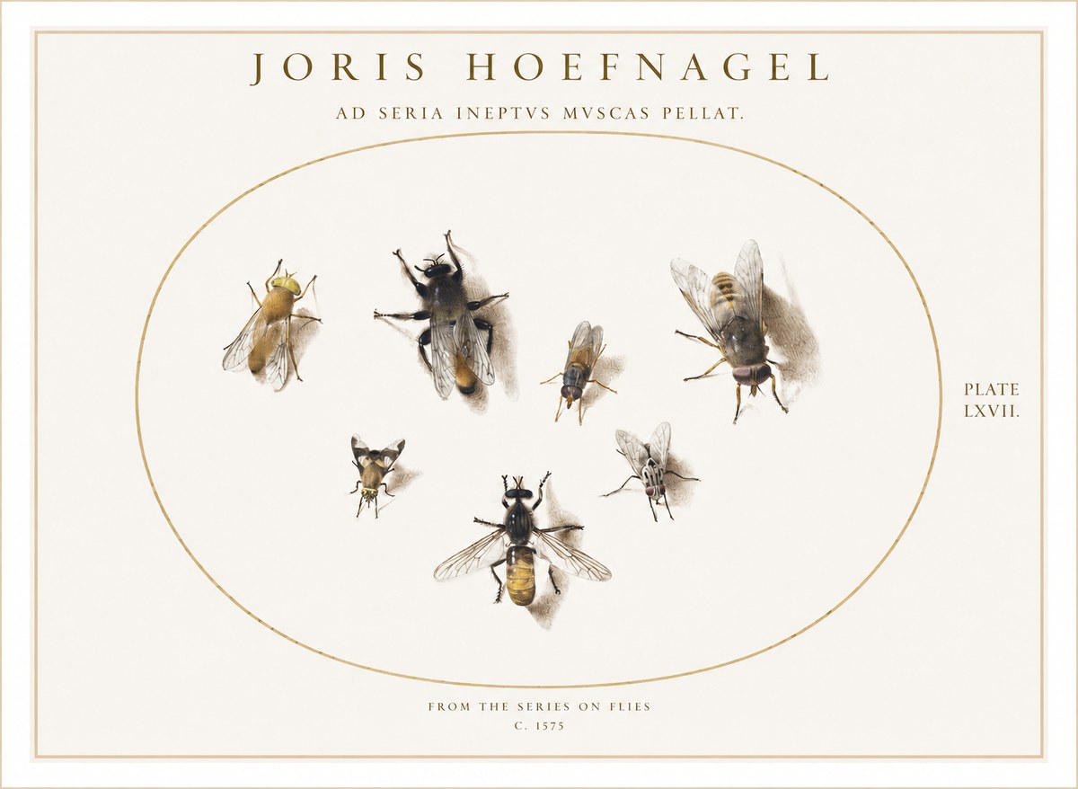 Joris Hoefnagel From the Series on Flies - Plate Lxvii. No1 - Affiche