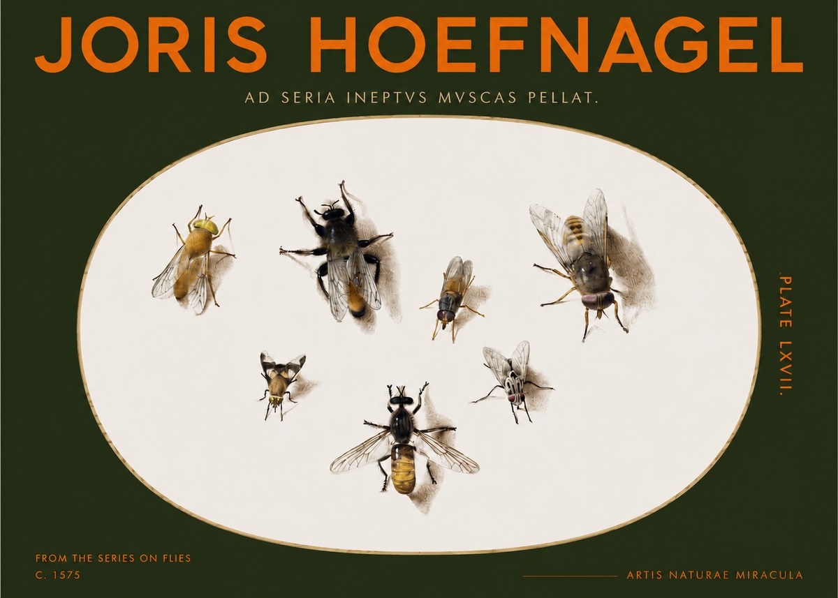 Joris Hoefnagel From the Series on Flies - Plate Lxvii. No2 - Affiche