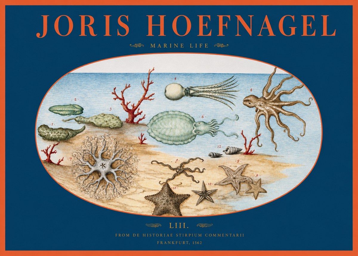Joris Hoefnagel Marine Life No2 - Affiche