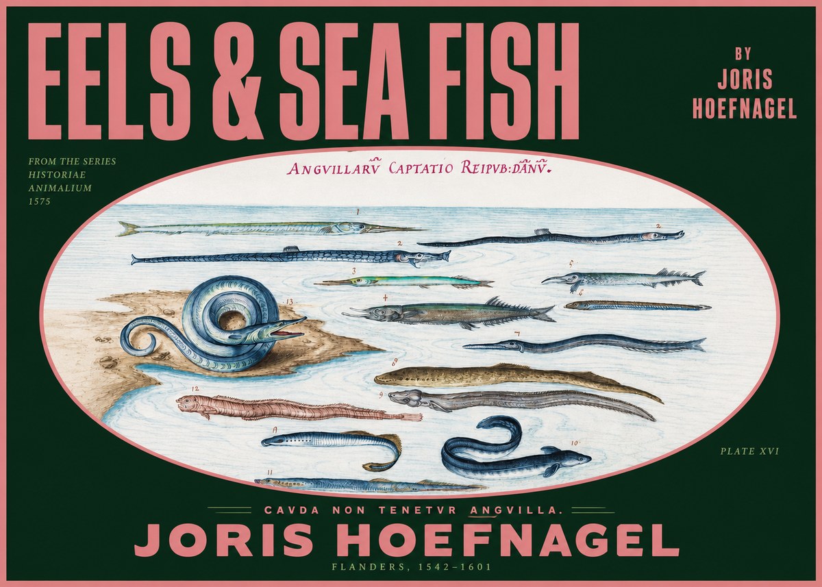 Joris Hoefnagel Eels and Sea Fish No2 - Affiche