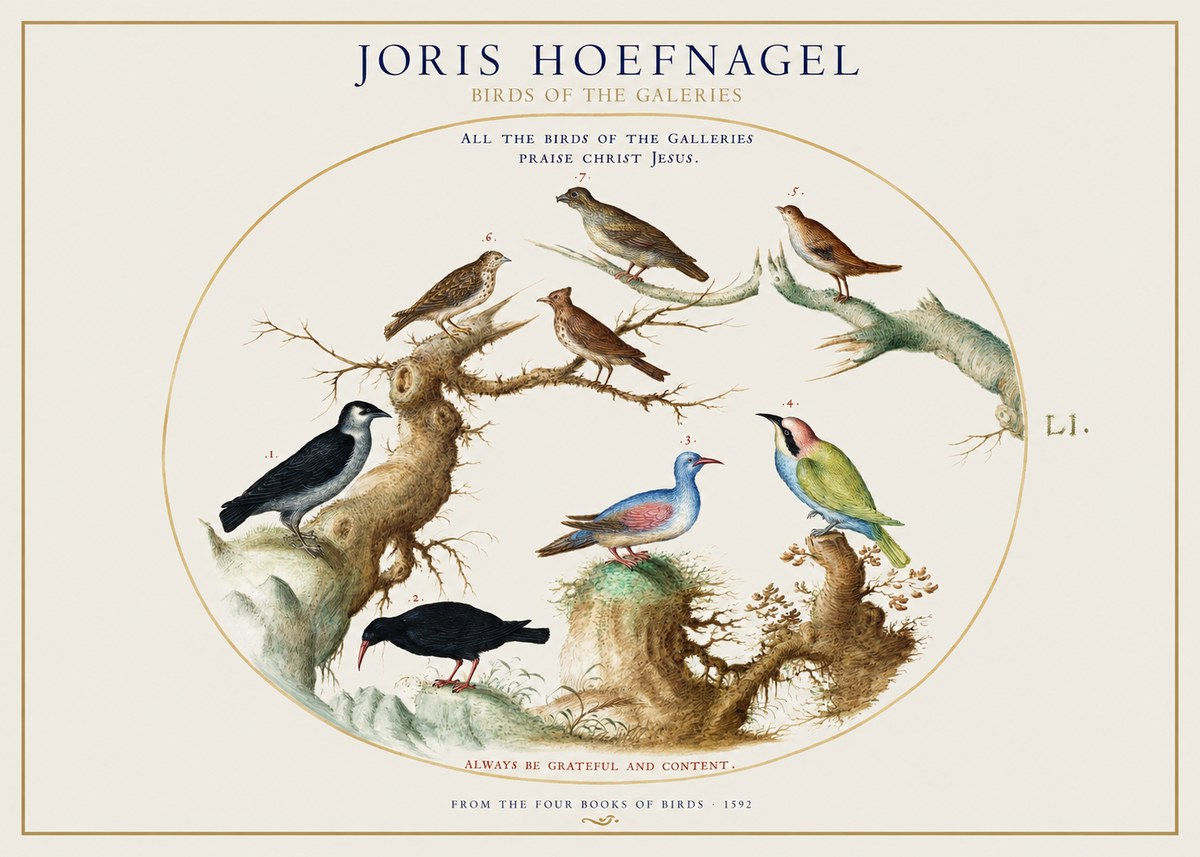 Joris Hoefnagel Birds of the Galeries No1 - Affiche