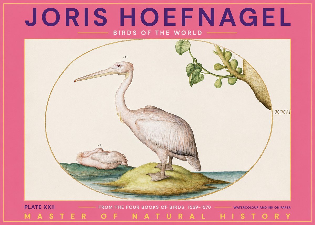 Joris Hoefnagel Plate Xxii No2 - Affiche