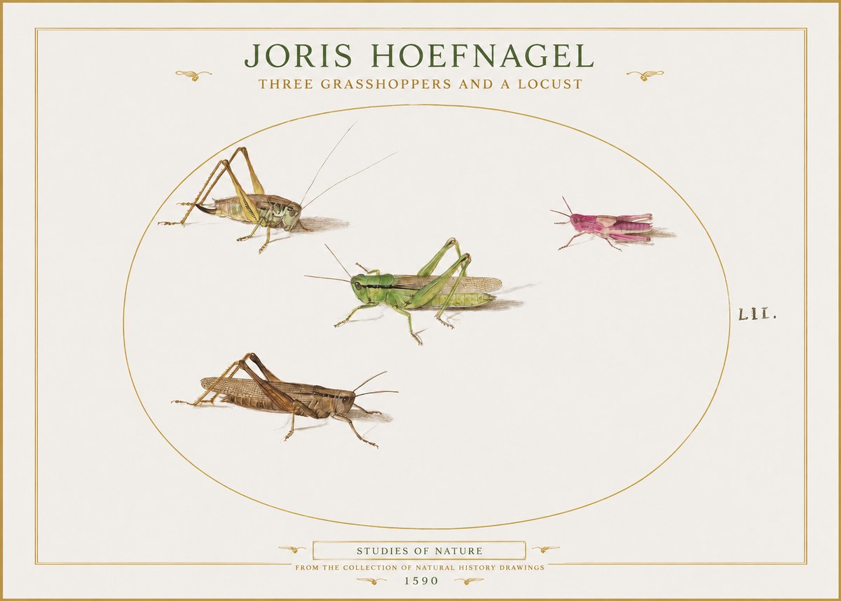 Joris Hoefnagel Three Grasshoppers and a Locust No1 - Affiche