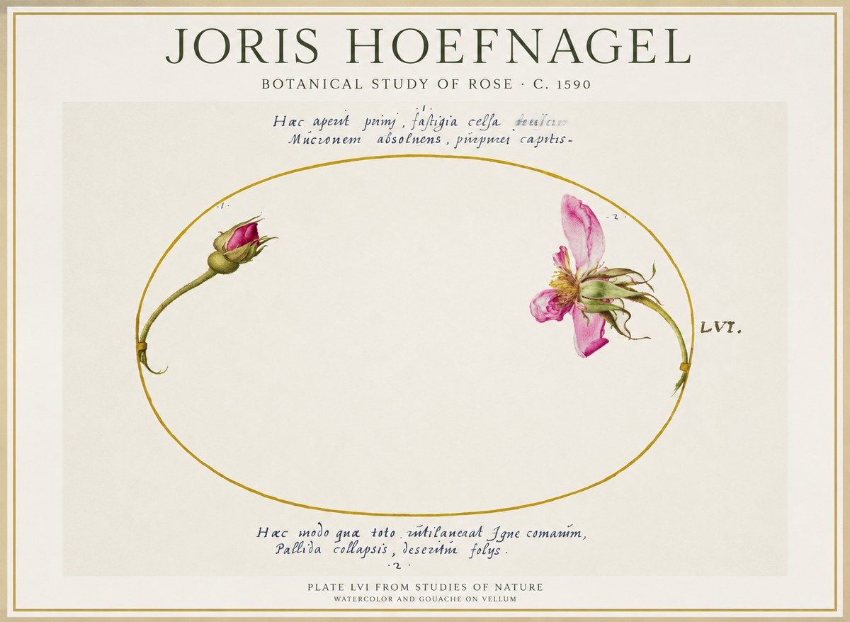 Joris Hoefnagel Botanical Study of Rose No1 - Affiche