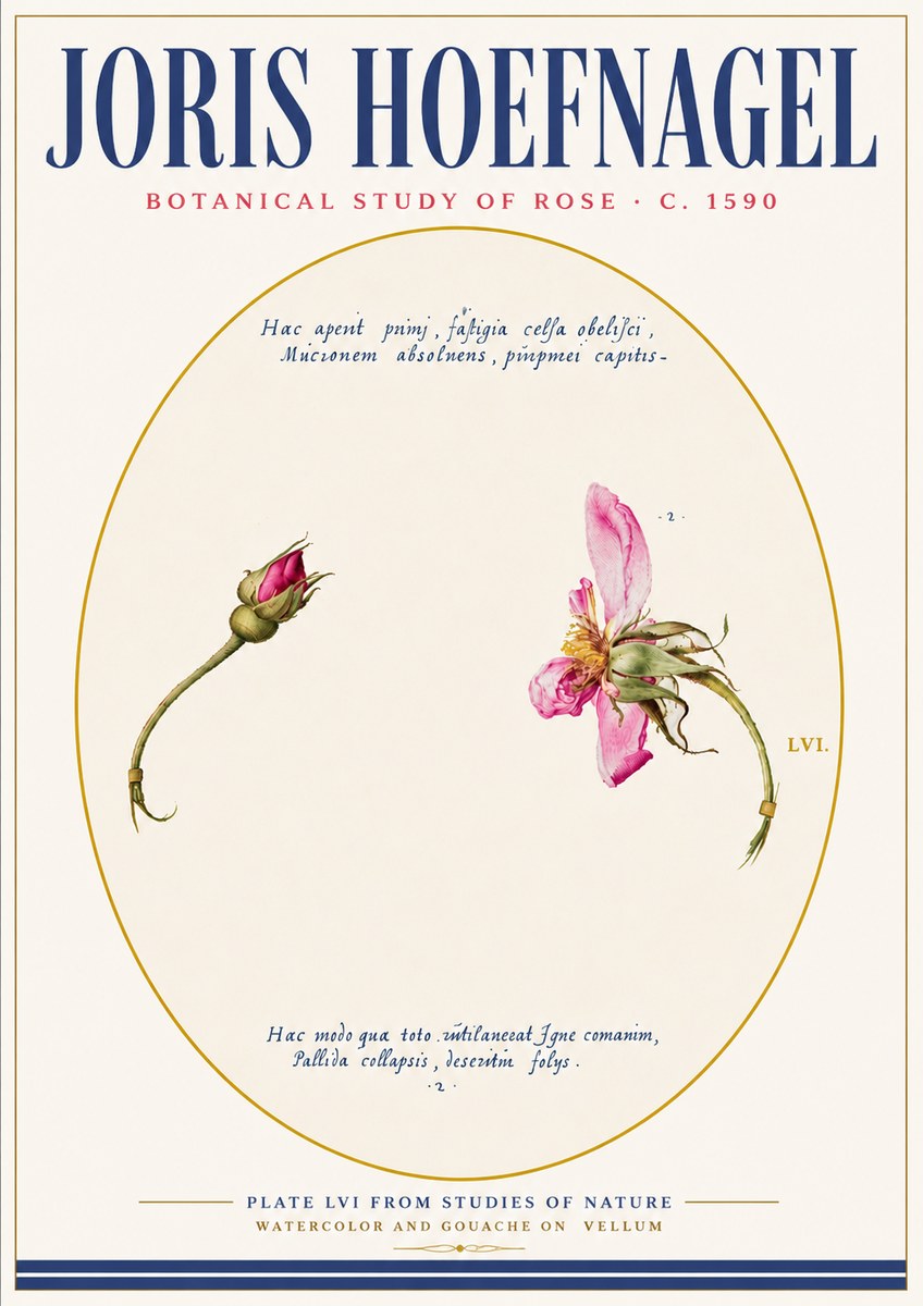 Joris Hoefnagel Botanical Study of Rose No6 - Affiche